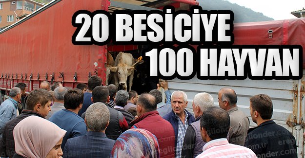 Zonguldak'ta 100 büyükbaş hayvan dağıtıldı